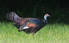 Ocellated Turkey